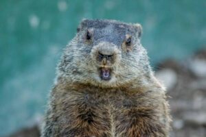 Are Groundhogs Dangerous