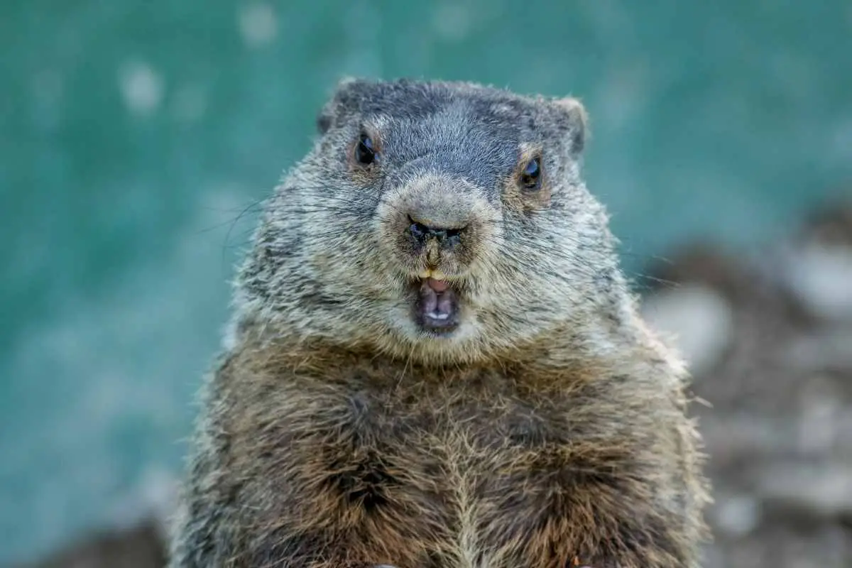 Are Groundhogs Dangerous