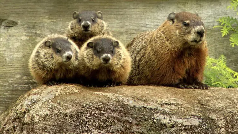 Are Groundhogs Blind?