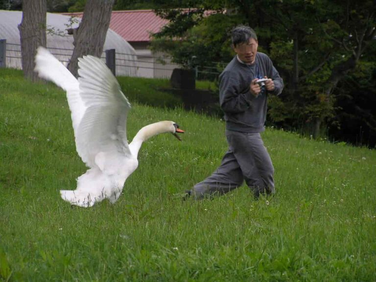 Are Swans Aggressive?