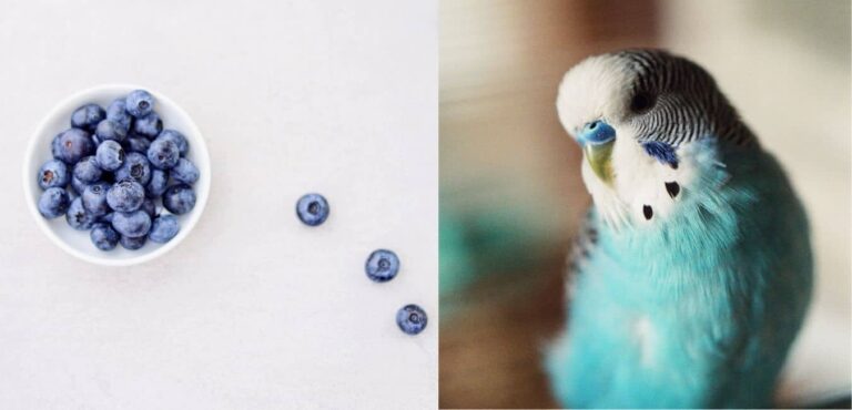 Can Budgies Eat Blueberries?