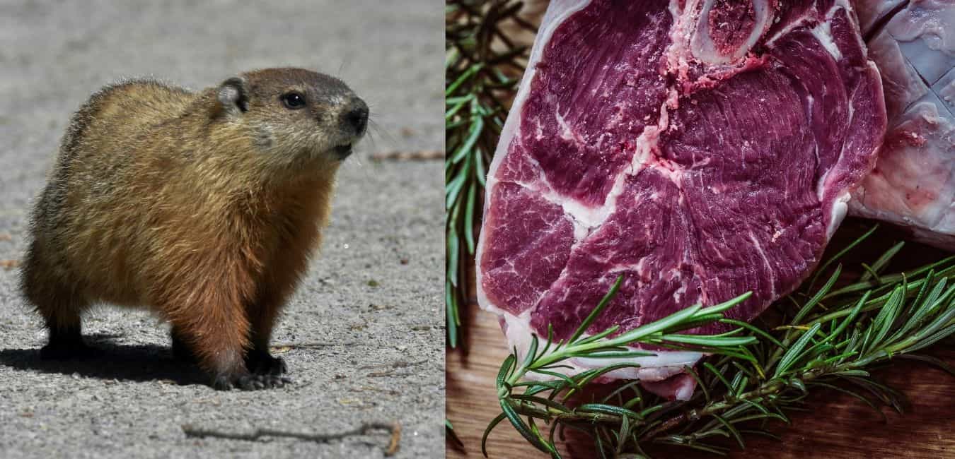 Can Groundhogs Eat Meat