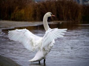 Can Swans Fly