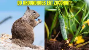 Do groundhogs eat zucchini?