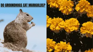 Do Groundhogs Eat Marigolds