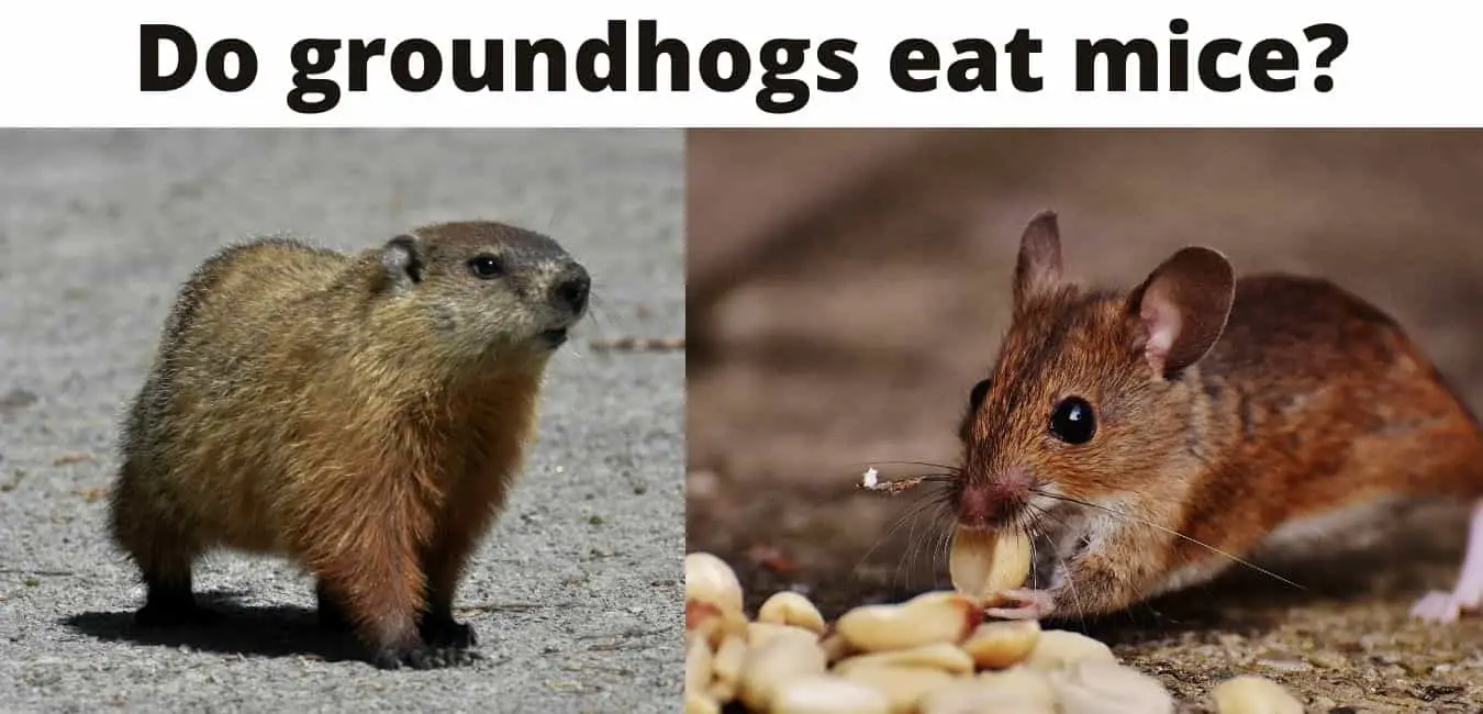 Do groundhogs eat mice?