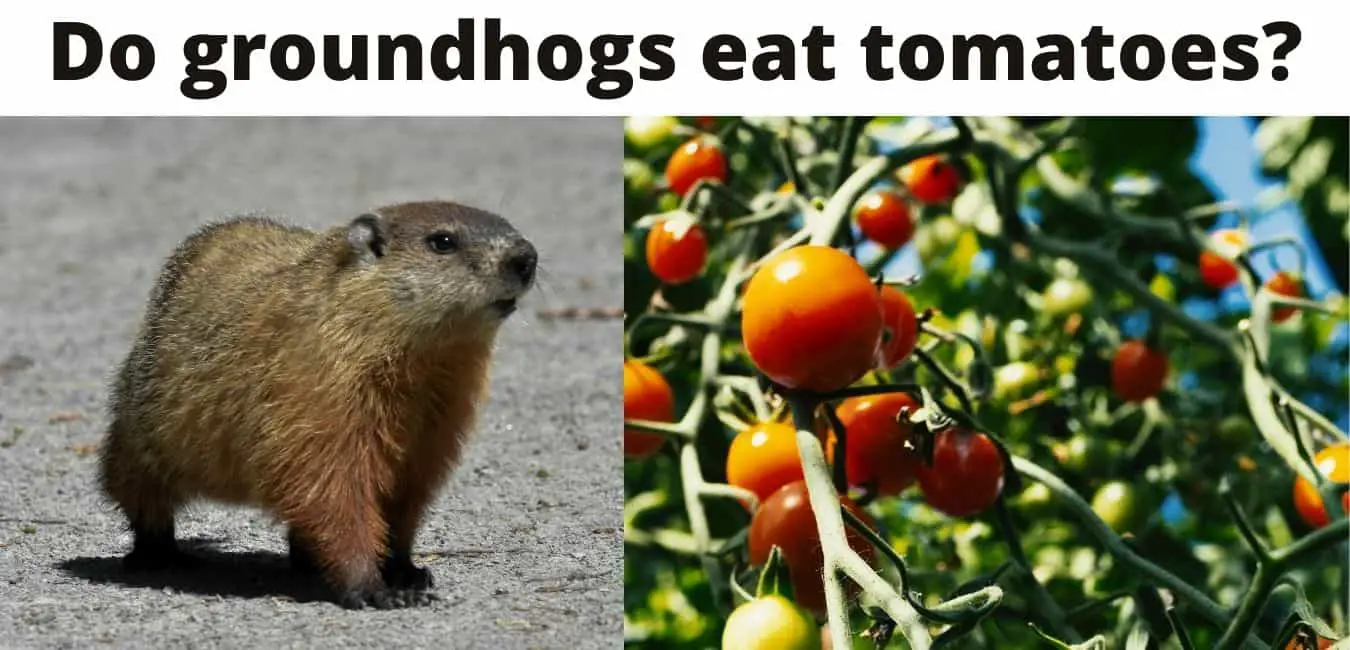 Do Groundhogs Eat Tomatoes