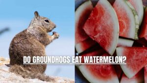 Do Groundhogs Eat Watermelon