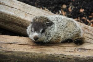 Groundhogs Sleep