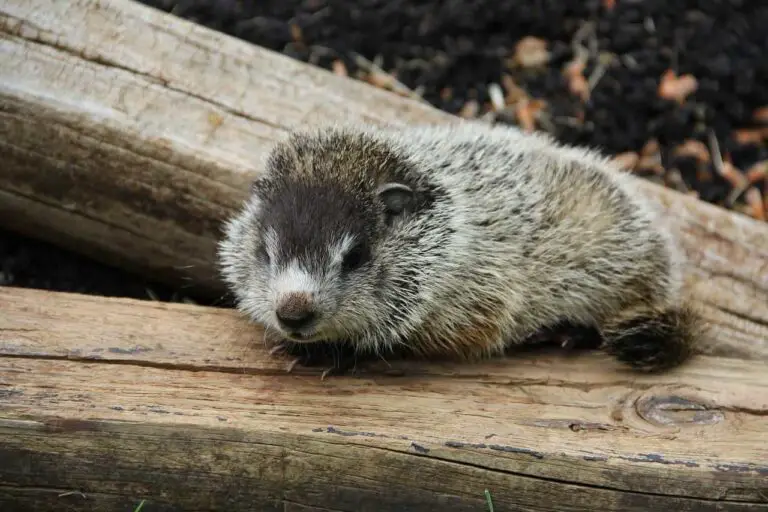 Groundhogs Sleep: 6 Questions Answered