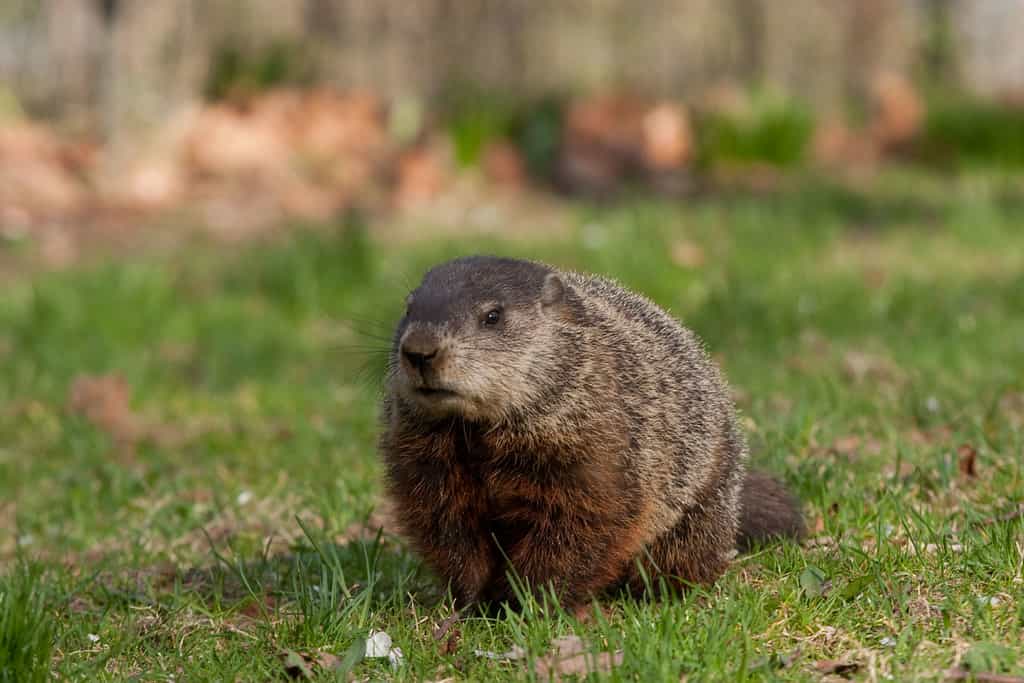 Groundhogs growl