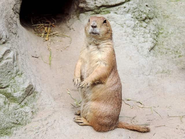 Do groundhogs have good hearing?