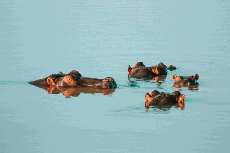 Can Hippos Swim?