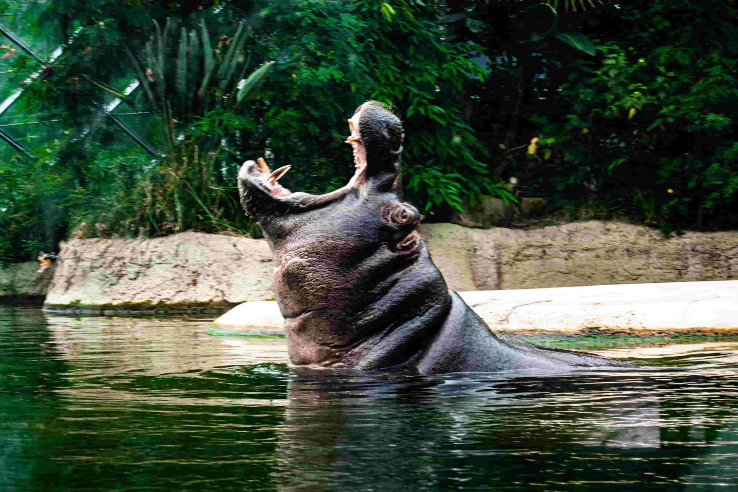 Can hippos jump