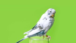 How Smart is Your Budgie