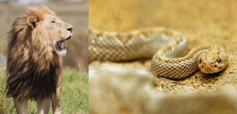 Do Lions Eat Snakes or Snakes Kill Lions?