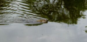 Can Groundhogs Swim