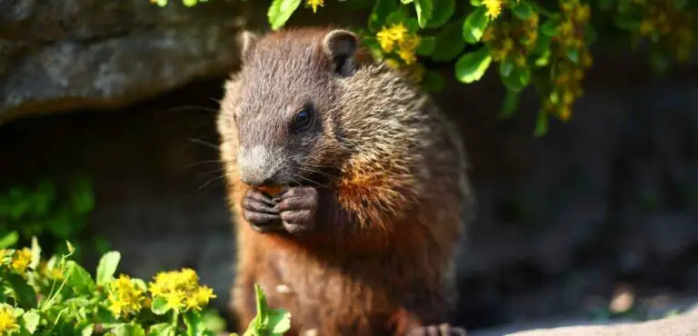 What Groundhogs Eat?