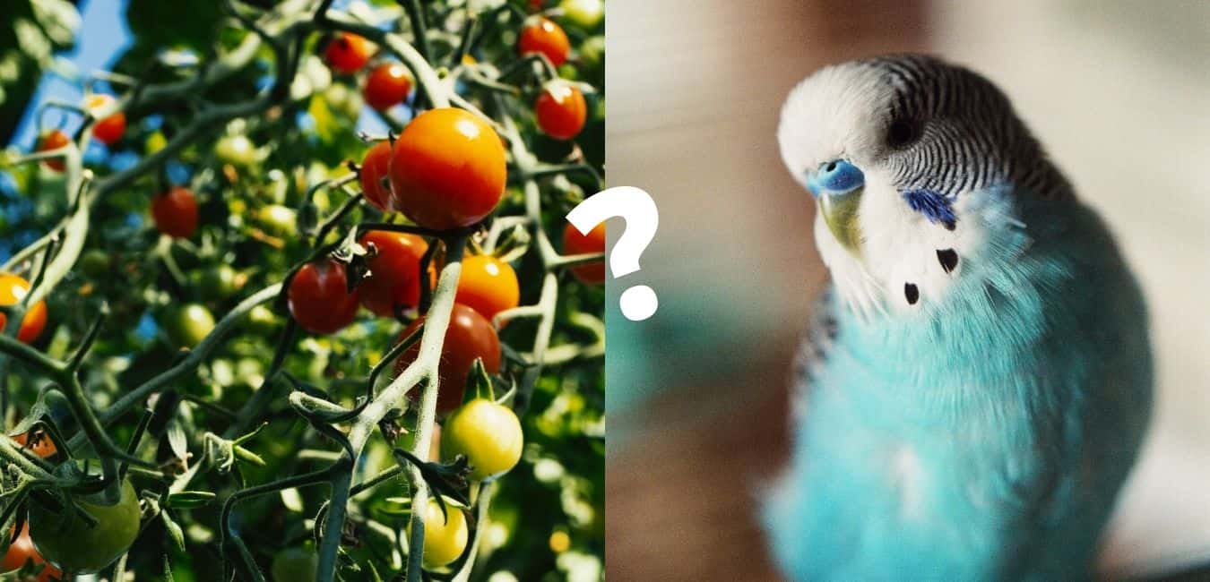 Can budgies eat tomatoes