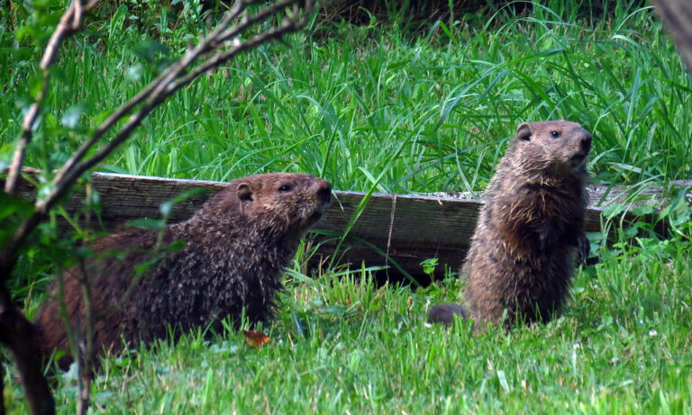 Do Groundhogs Eat Snakes? OR Snakes Eat Groundhogs?