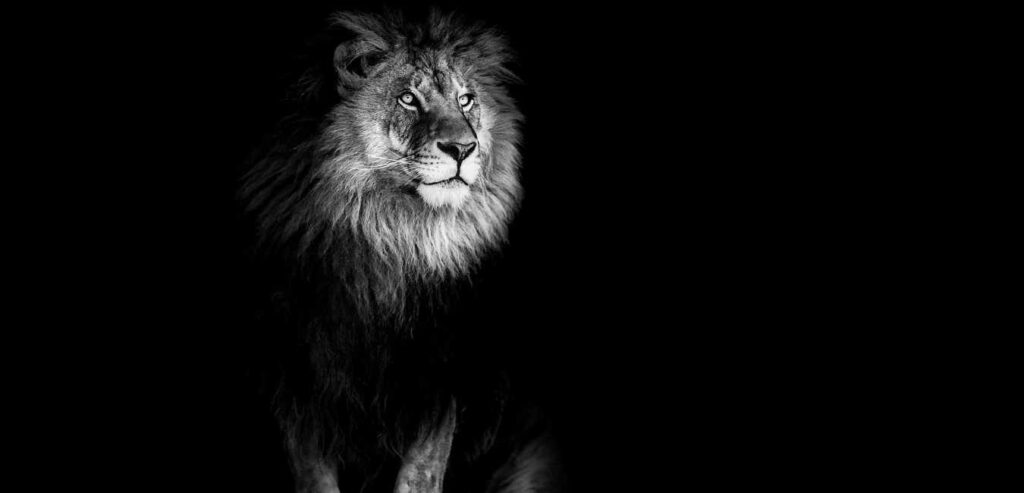 Can Lion See In The Dark
