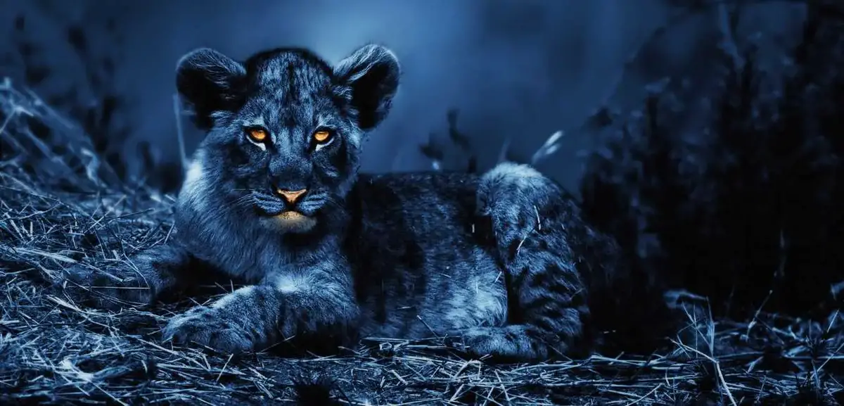 Can Lions See In The Dark? - Animals Truth