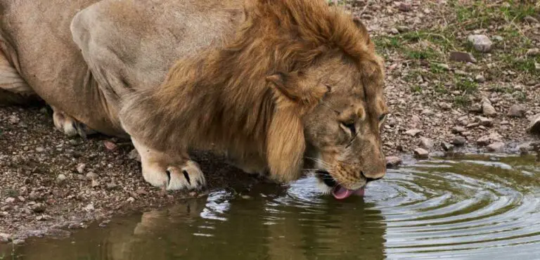 Can Lions Swim?