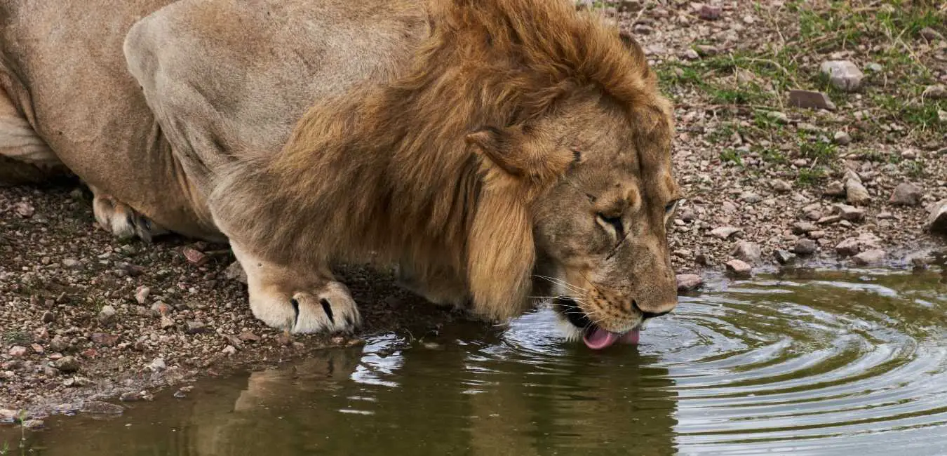 Can Lions Swim? - Animals Truth