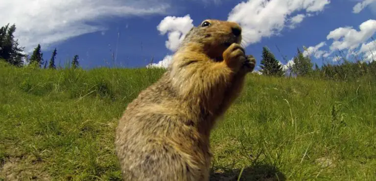 Do Groundhogs Eat Onions?