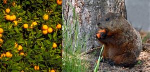 Do Groundhogs Eat Oranges