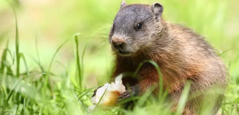 Do Groundhogs Eat Potatoes?