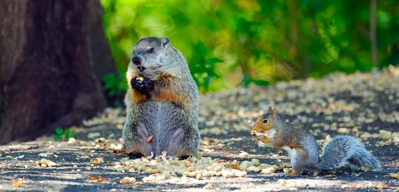 Do Groundhogs Eat Squirrels
