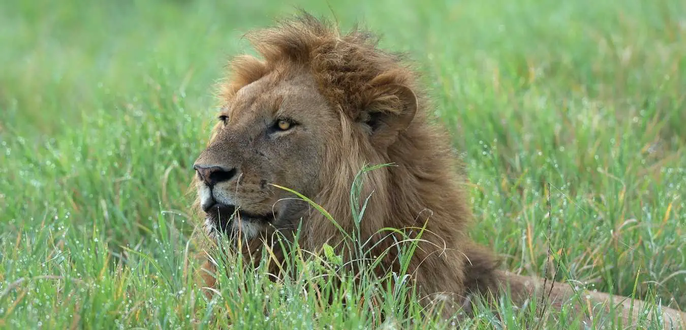 Do Lions Eat Grass?