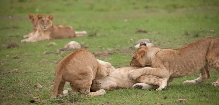Do Lions Eat Lions?