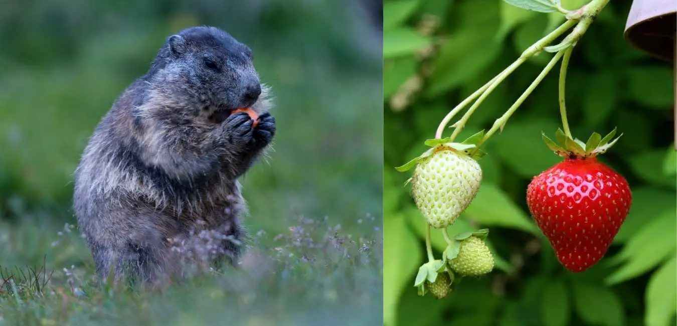 Do groundhogs eat strawberries