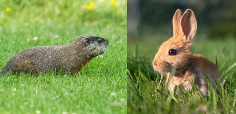 Do Groundhogs Eat Rabbits?