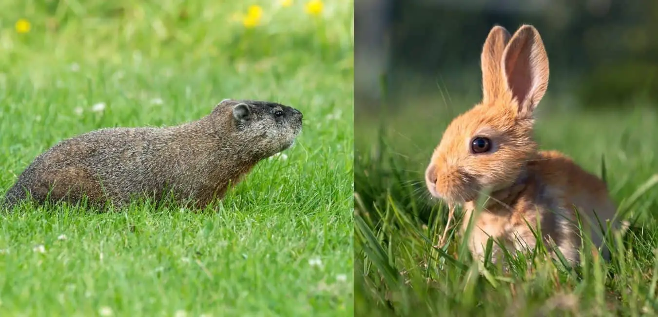 Groundhog and Rabbit