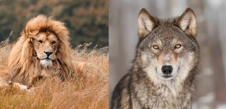 Lion vs Wolf | Who Would Win?