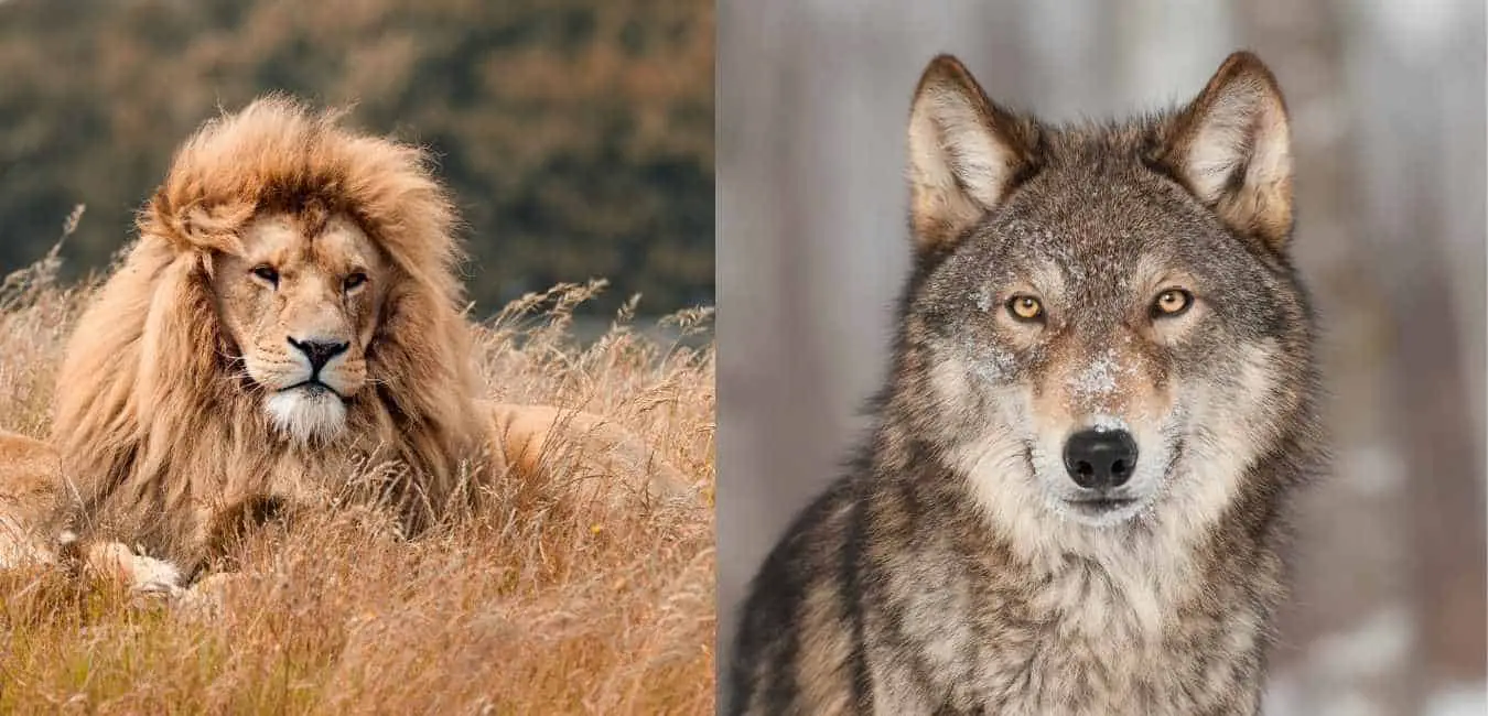 Lion vs Wolf
