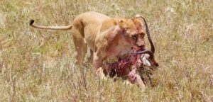 Do Lions Eat Antelopes