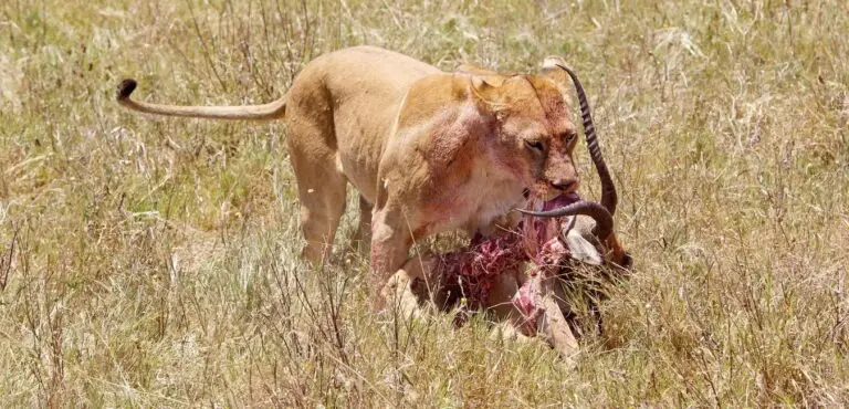 Do Lions Eat Antelopes?