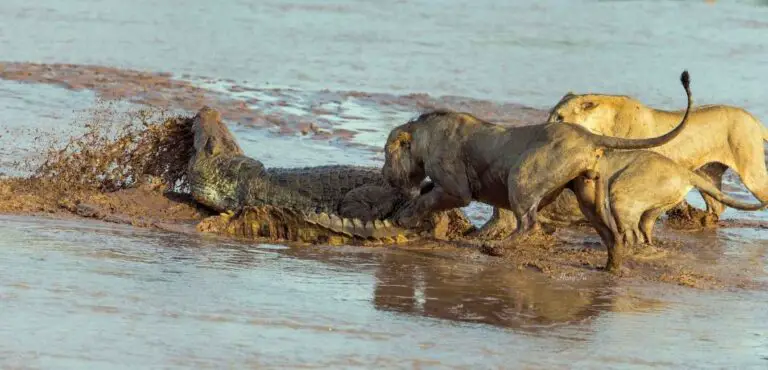Lion Vs Crocodile: Do Lions Eat Crocodiles?