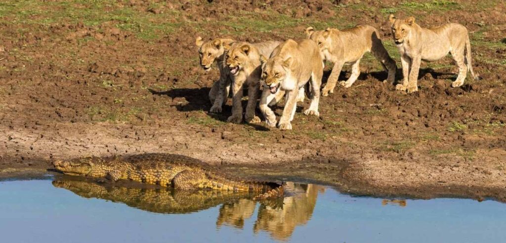 Lions and Crocodile