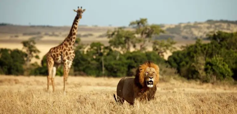 Do Lions Eat Giraffes?