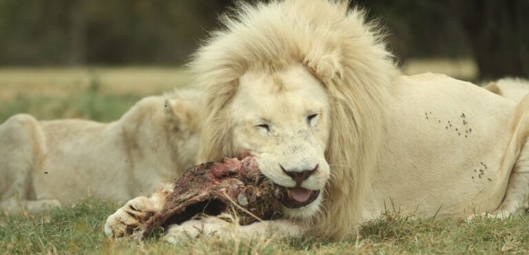 How Do Lions Eat: Lion Eating Habits