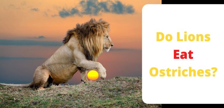 Do Lions Eat Ostriches?