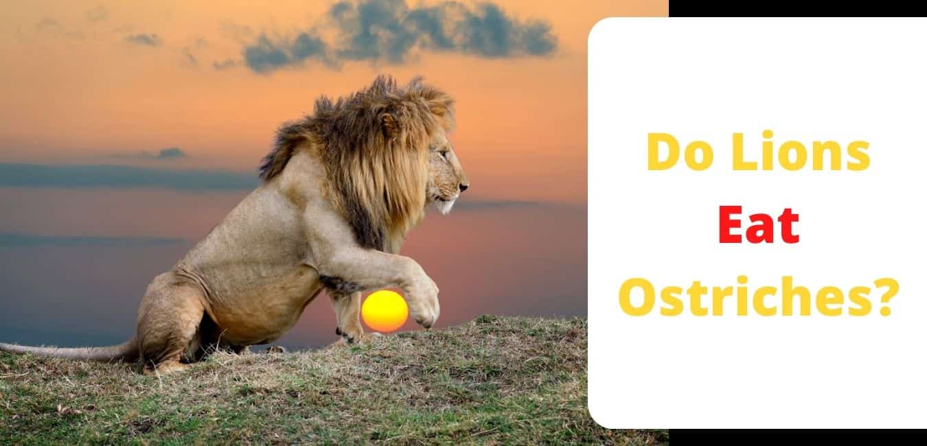 Do Lions Eat Ostriches