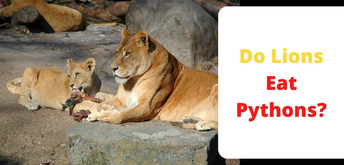 Do Lions Eat Pythons?