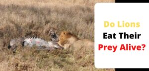 Do Lions Eat Their Prey Alive?