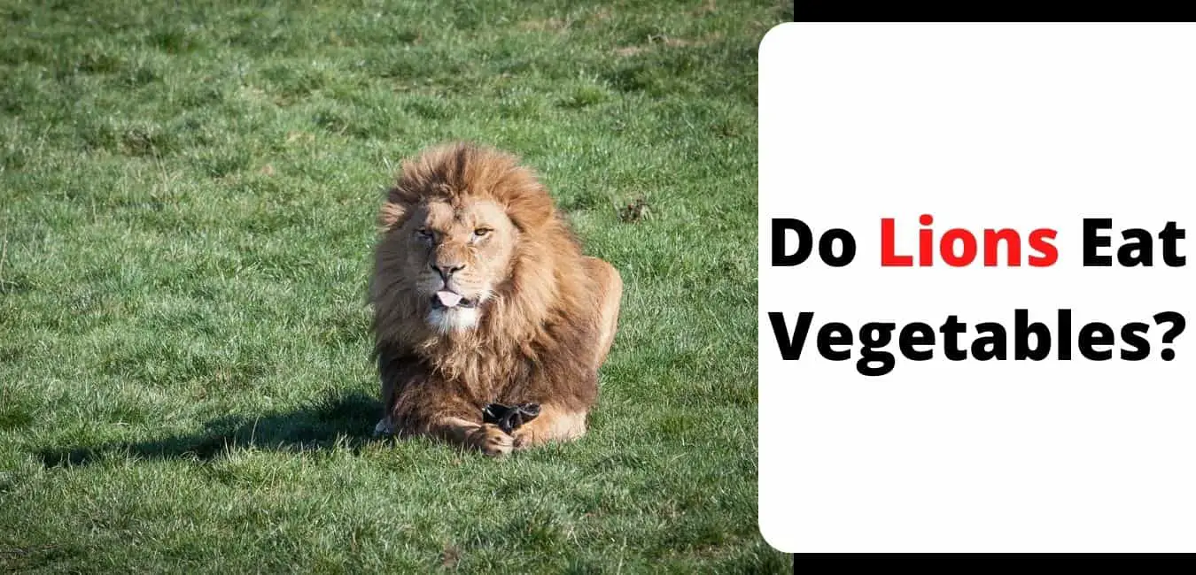 Do Lions Eat Vegetables?